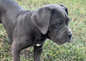 Blue cane corso yavrular